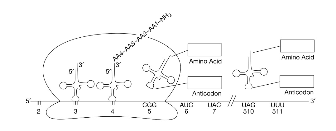 Figure 2. Ribosome with codons 5–7 and 510–511